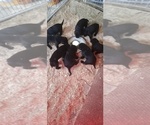Small #3 Labrador Retriever