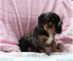Small Photo #2 Cavalier King Charles Spaniel Puppy For Sale in FREDERICKSBURG, OH, USA