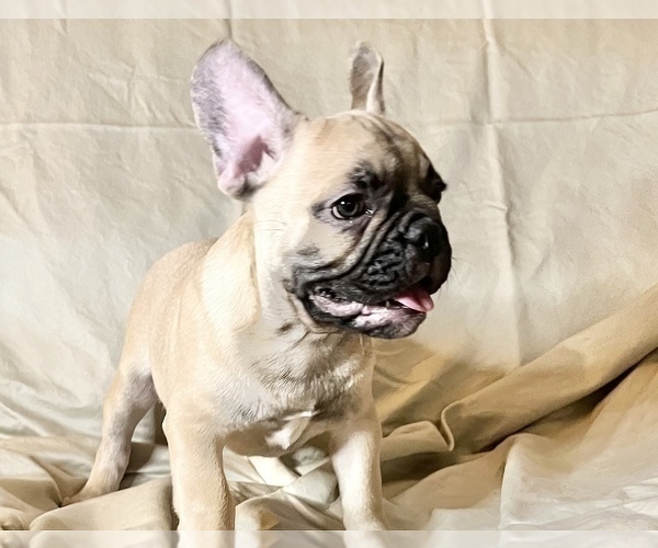 Medium Photo #8 French Bulldog Puppy For Sale in STATEN ISLAND, NY, USA