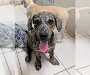 Mountain Cur Dogs for adoption in Green Forest, AR, USA