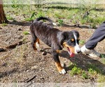 Small #13 Bernese Mountain Dog