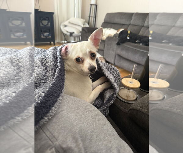 Medium Photo #1 Chihuahua Puppy For Sale in Orlando, FL, USA