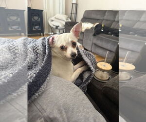 Chihuahua Dogs for adoption in Orlando, FL, USA