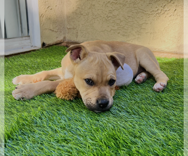 Medium Photo #7 Mutt Puppy For Sale in Dana Point, CA, USA