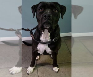 Mutt Dogs for adoption in Fort Lauderdale, FL, USA