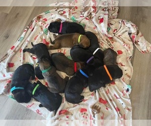 Mastador Puppy for sale in WILLIAMSBURG, OH, USA