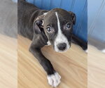 Small #2 American Pit Bull Terrier-Dachshund Mix