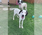 Small #2 Great Dane Mix