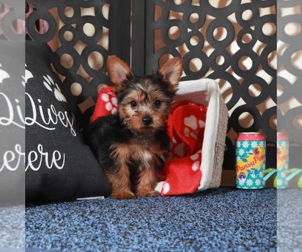 Medium Photo #4 Yorkshire Terrier Puppy For Sale in MOUNT VERNON, OH, USA