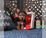 Small #3 Yorkshire Terrier