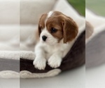 Small Photo #6 Cavalier King Charles Spaniel Puppy For Sale in RIVERSIDE, CA, USA