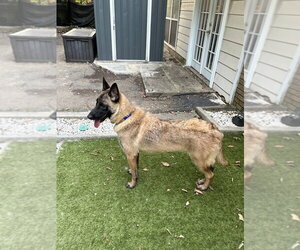 Mindy - located in Florida - Female Mutt Dog for Adoption - Photo #4