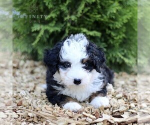 Miniature Bernedoodle Puppy for sale in GORDONVILLE, PA, USA