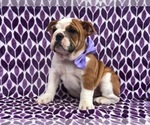 Small Photo #6 Bulldog Puppy For Sale in CLAY, PA, USA