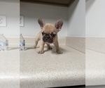 Small #4 French Bulldog