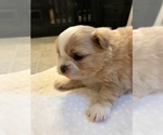 Small Photo #21 Shih Tzu Puppy For Sale in ARDEN, NC, USA
