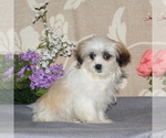 Small Photo #2 Mal-Shi Puppy For Sale in RISING SUN, MD, USA