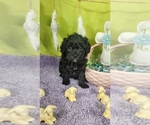 Puppy Pez Bernedoodle (Miniature)
