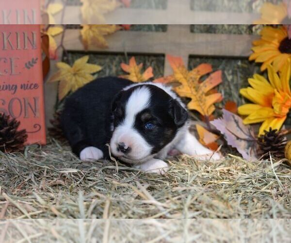 Medium Photo #1 Miniature Australian Shepherd Puppy For Sale in ZEBULON, NC, USA