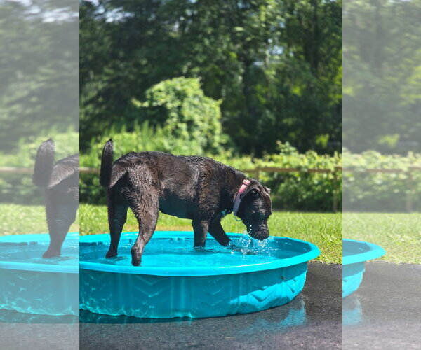 Medium Photo #3 Labrador Retriever Puppy For Sale in Southbury, CT, USA