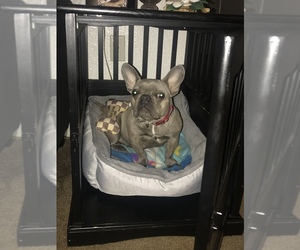 Mother of the French Bulldog puppies born on 05/13/2019