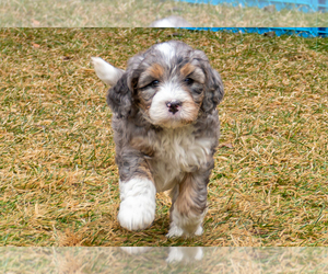 Bernedoodle (Miniature) Puppy for sale in ROY, UT, USA