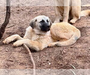 Anatolian Shepherd-Great Pyrenees Mix Dogs for adoption in Higley, AZ, USA