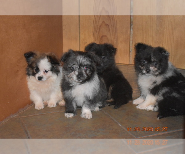 Medium Photo #11 Pom-Shi Puppy For Sale in DINWIDDIE, VA, USA