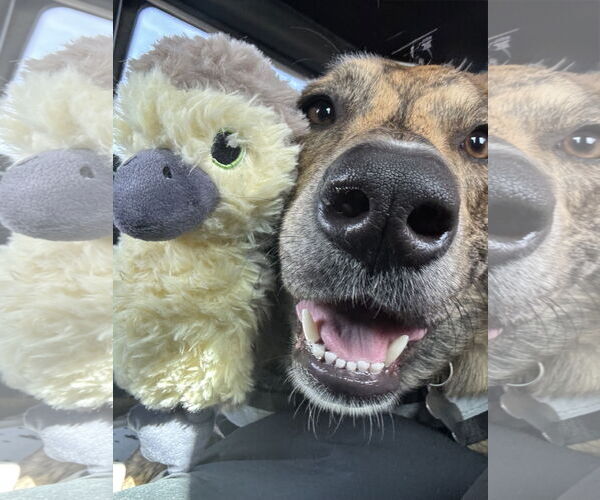 Medium Photo #10 Labrador Retriever-Plott Hound Mix Puppy For Sale in Sanford, FL, USA