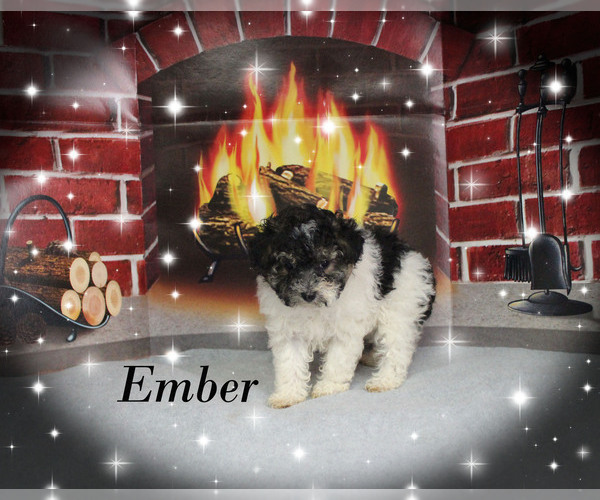 Medium Photo #14 Poodle (Toy) Puppy For Sale in CHANUTE, KS, USA