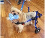Small Photo #4 Mutt Puppy For Sale in Plantation, FL, USA