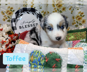 Miniature Australian Shepherd Puppy for sale in MICAVILLE, NC, USA