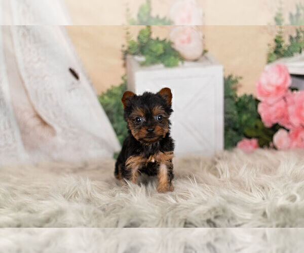 Medium Photo #6 Yorkshire Terrier Puppy For Sale in WARSAW, IN, USA