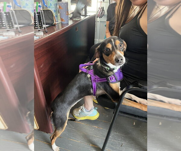 Medium Photo #3 Beagle-Unknown Mix Puppy For Sale in Mooresville, NC, USA