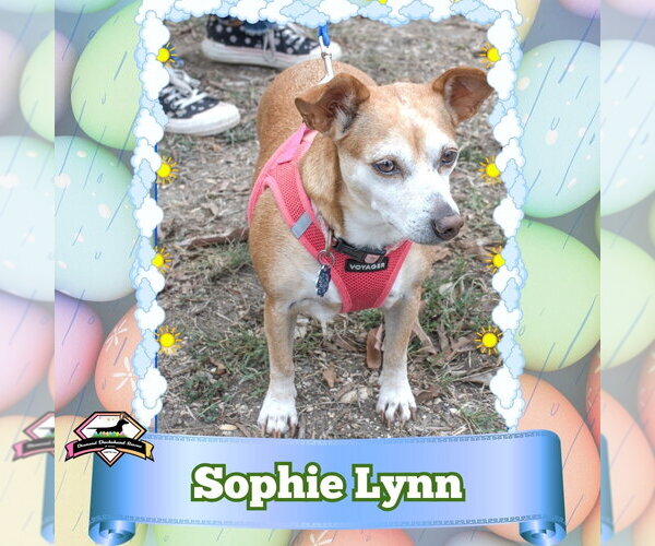 Medium Photo #6 Chiweenie Puppy For Sale in San Antonio, TX, USA