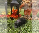 Small #3 Labrador Retriever