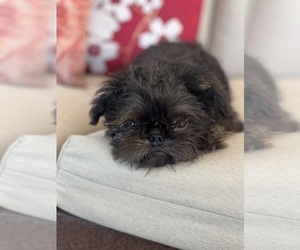 Brussels Griffon Puppy for sale in NILES, MI, USA