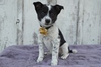 Small Photo #1 Australian Cattle Dog Puppy For Sale in HONEY BROOK, PA, USA