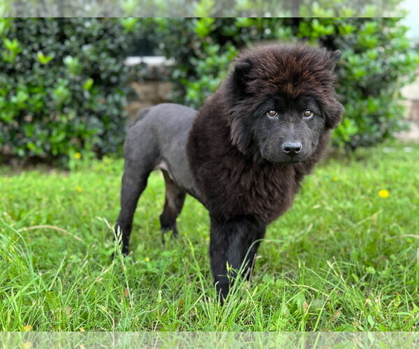 Medium Photo #6 Chow Chow Puppy For Sale in PIPE CREEK, TX, USA