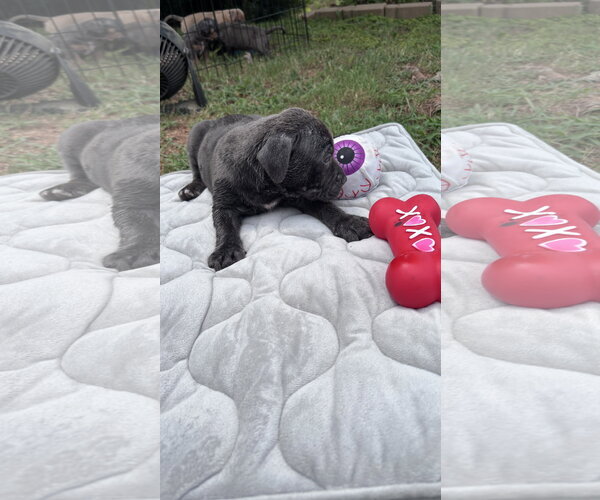 Medium Photo #2 American Staffordshire Terrier-Unknown Mix Puppy For Sale in Holly Springs, NC, USA