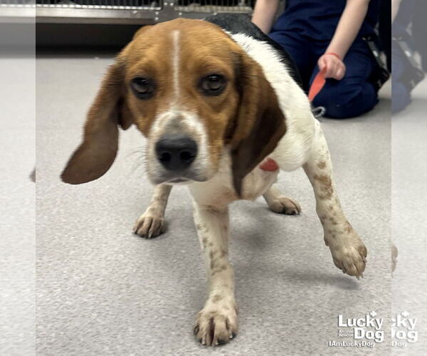 Medium Photo #1 Beagle-Unknown Mix Puppy For Sale in Washington, DC, USA