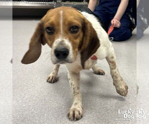 Beagle-Unknown Mix Dogs for adoption in Washington, DC, USA