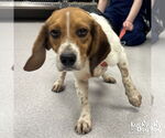 Small Beagle Mix