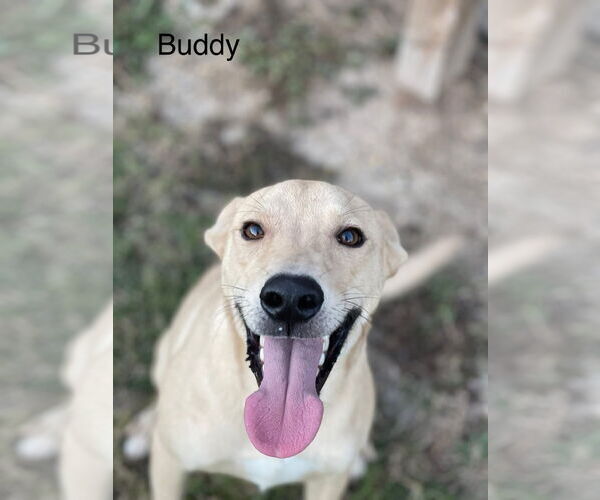 Medium Photo #4 Labrador Retriever-Unknown Mix Puppy For Sale in Oakhurst, NJ, USA