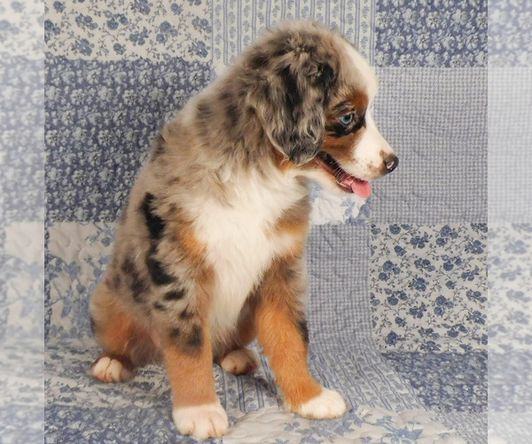 Medium Photo #8 Miniature Australian Shepherd Puppy For Sale in HARRISON, OH, USA