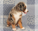 Small #7 Miniature Australian Shepherd