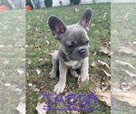 Small Photo #1 French Bulldog Puppy For Sale in HACK, NJ, USA