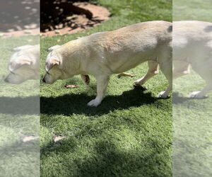 Gouda - Female Mutt Dog for Adoption - Photo #4