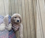 Small Photo #3 Golden Retriever Puppy For Sale in SPENCER, TN, USA