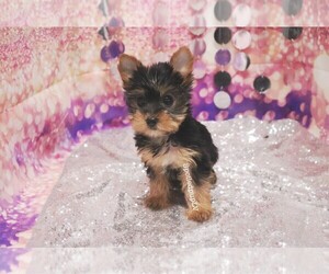 Yorkshire Terrier Puppy for sale in LAS VEGAS, NV, USA